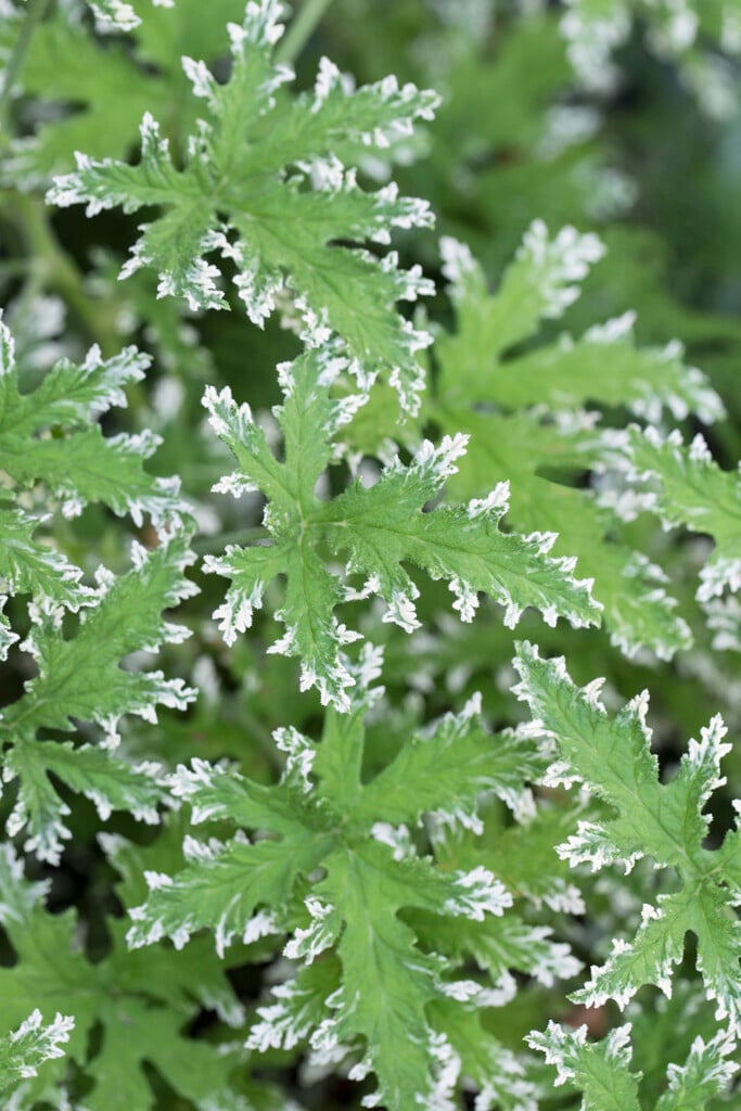 <i>Pelargonium</i> 'Grey Lady Plymouth' (Sc)