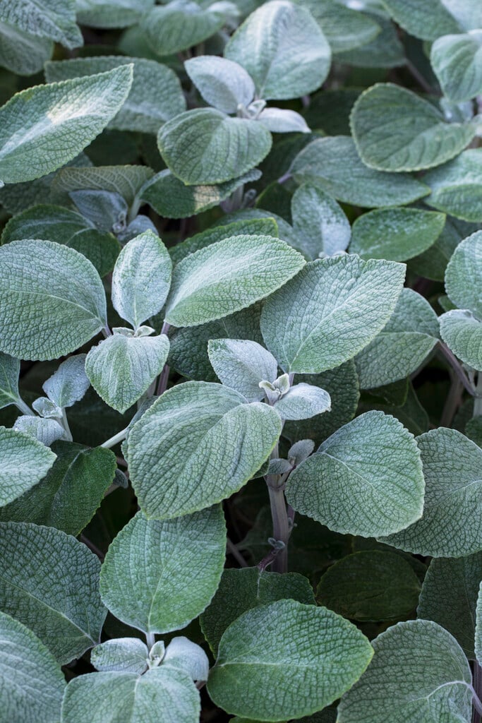 <em>Coleus</em> <em>argentatus</em> 'Silver Shield'
