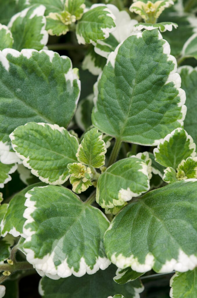 <i>Coleus</i> <i>forsteri</i> 'Marginatus'