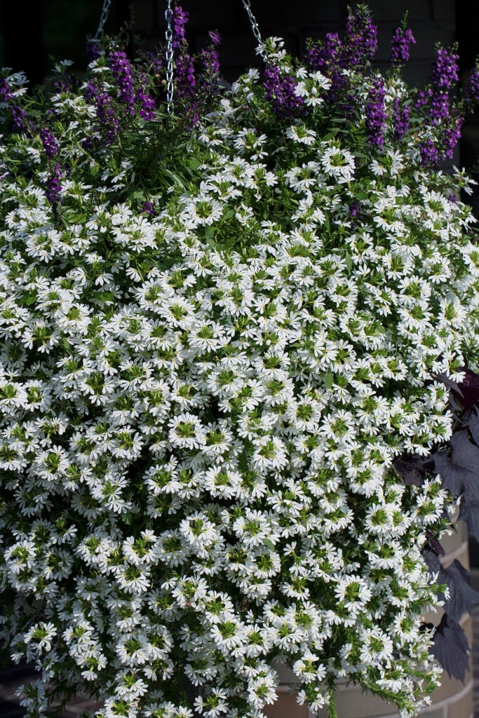 <i>Scaevola</i> <i>aemula</i> [<span style="font-variant: small-caps;">Whirlwind White</span>] ('Scawihatis')