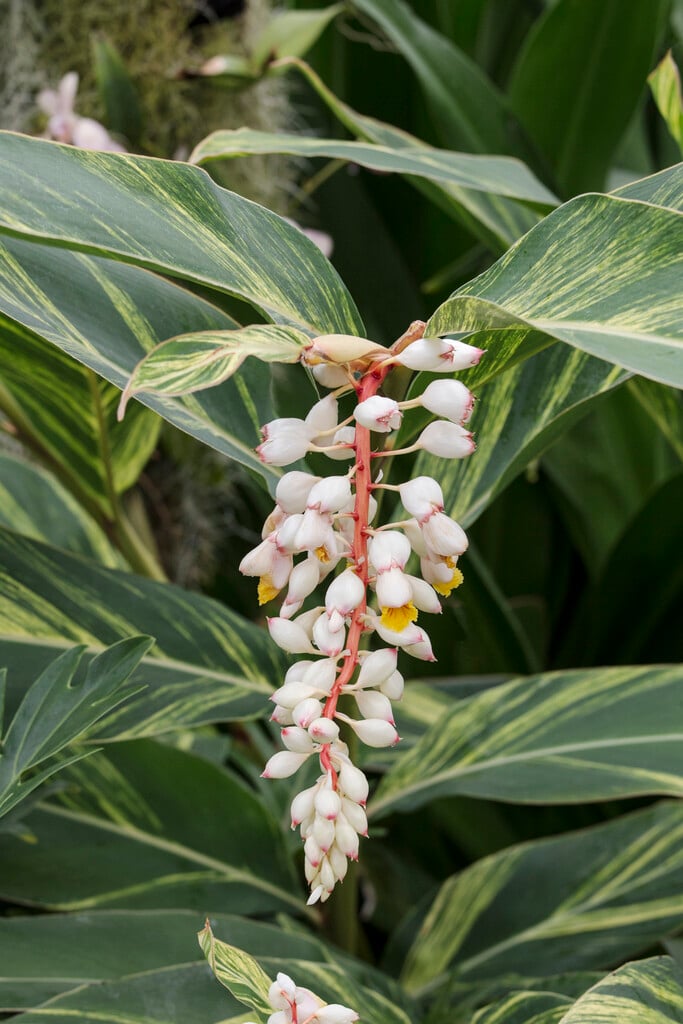 <i>Alpinia</i> <i>zerumbet</i> 'Variegata' (v)