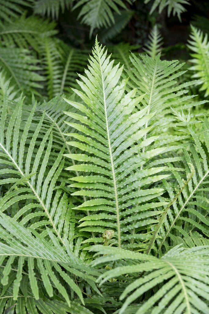 <em>Blechnum</em> <em>gibbum</em> 'Silver Lady'