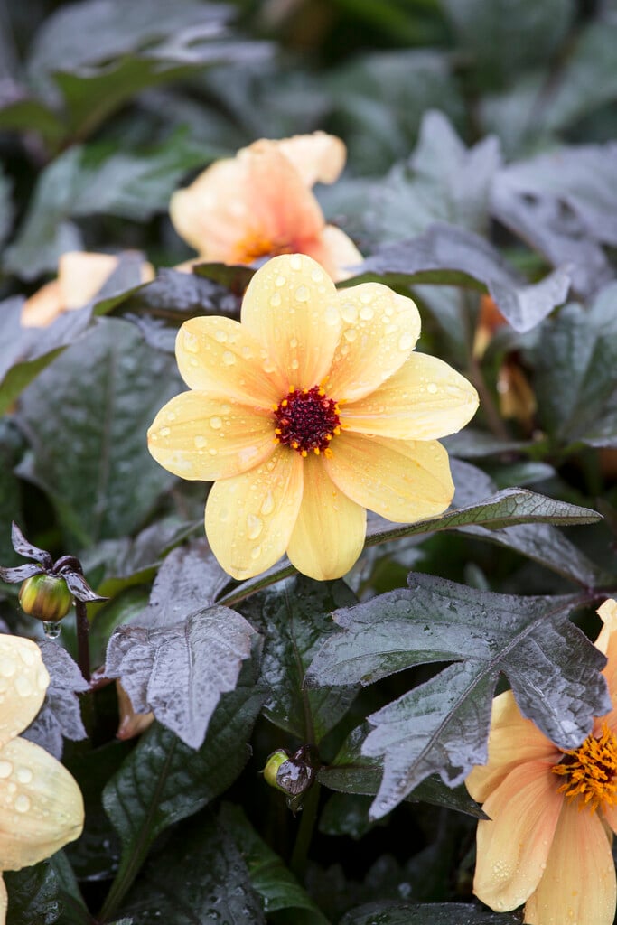 dahlia [Mystic Spirit]