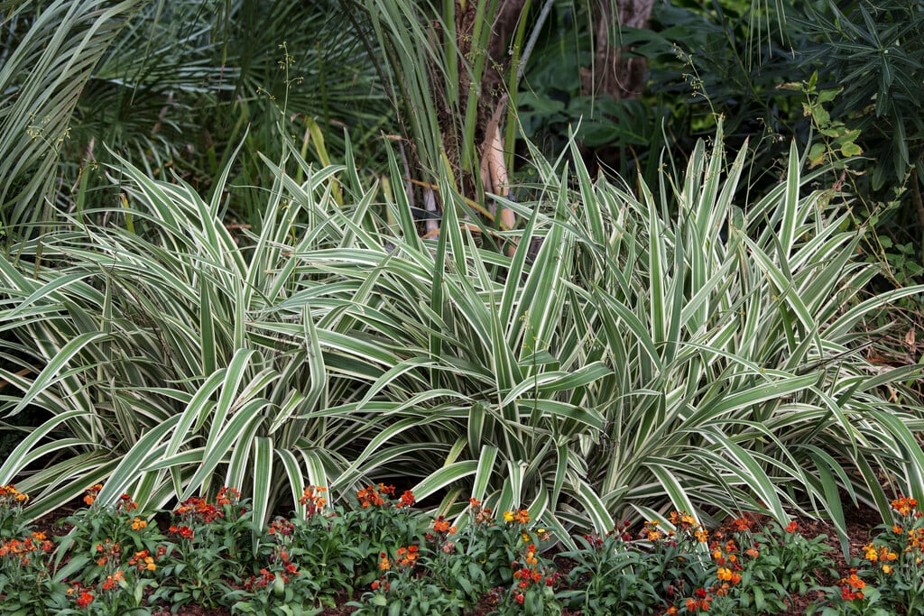 Tasman flax-lily 'Variegata'