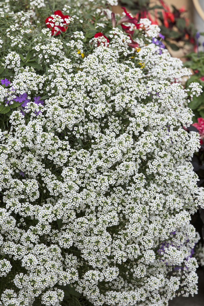 <i>Lobularia</i> [<span style="font-variant: small-caps;">Snow Princess</span>] ('Inlbusnopr')