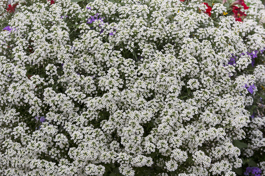 <i>Lobularia</i> [<span style="font-variant: small-caps;">Snow Princess</span>] ('Inlbusnopr')