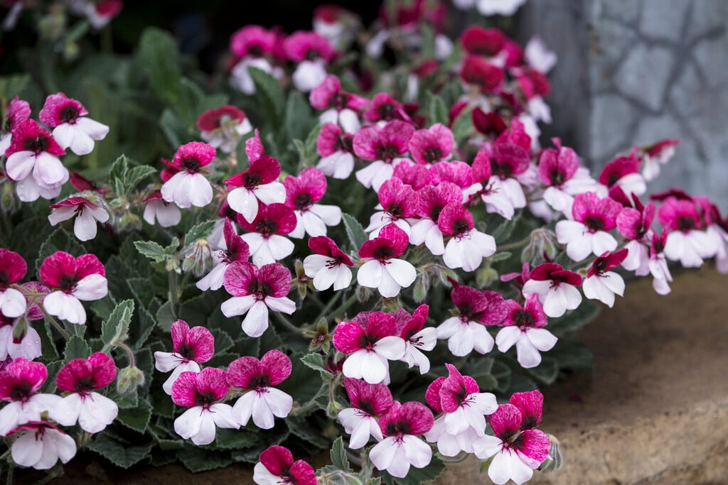 geranium 'Splendide'