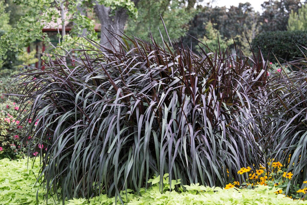 <i>Pennisetum</i> [<span style="font-variant: small-caps;">Princess Caroline</span>] ('Tift-17')