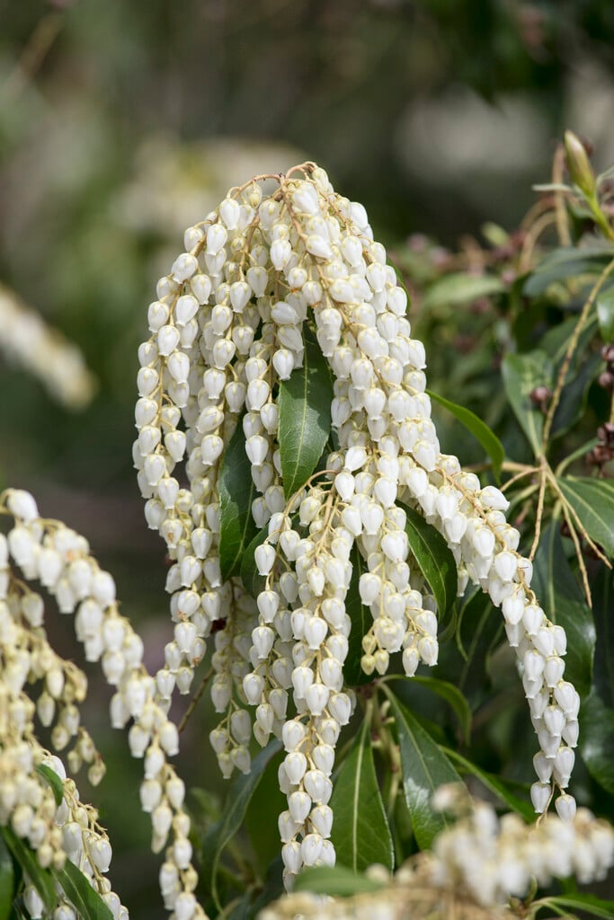 pieris 'White Cascade'