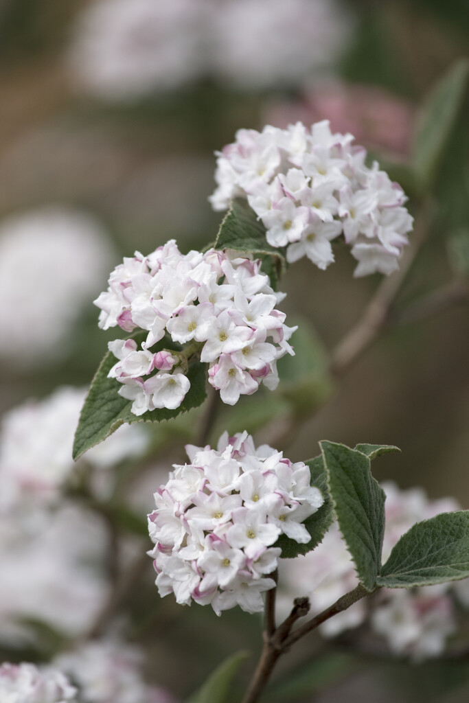 arrowwood 'Compactum'