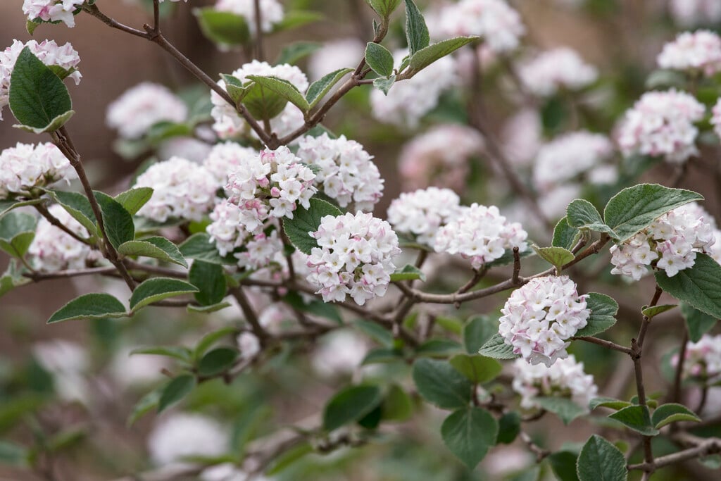 arrowwood 'Compactum'