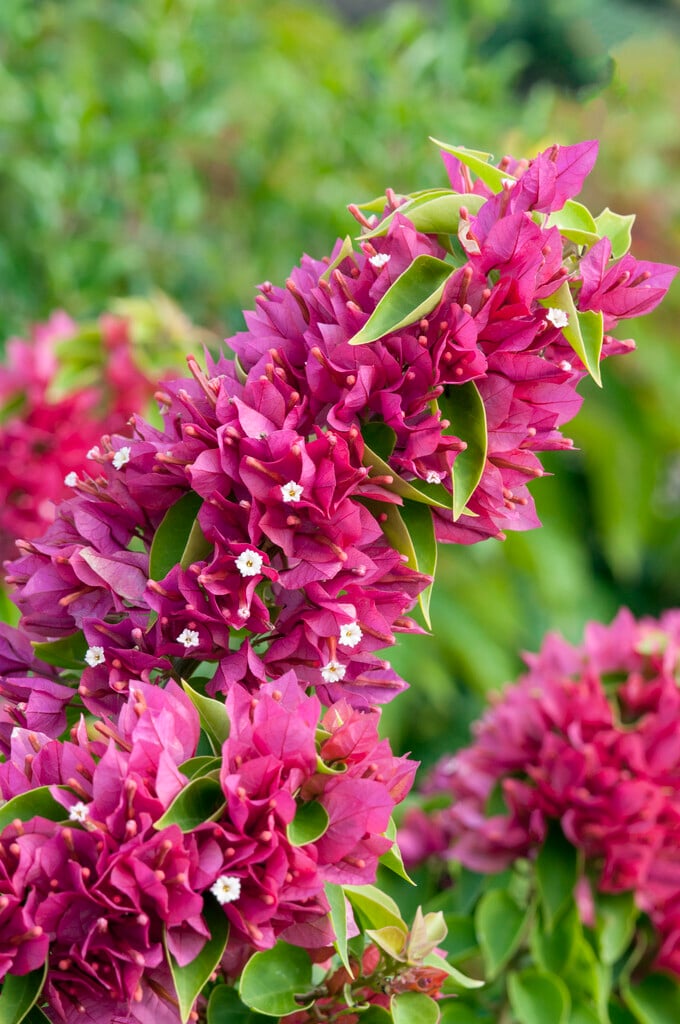 <i>Bougainvillea</i> <i>spectabilis</i>
