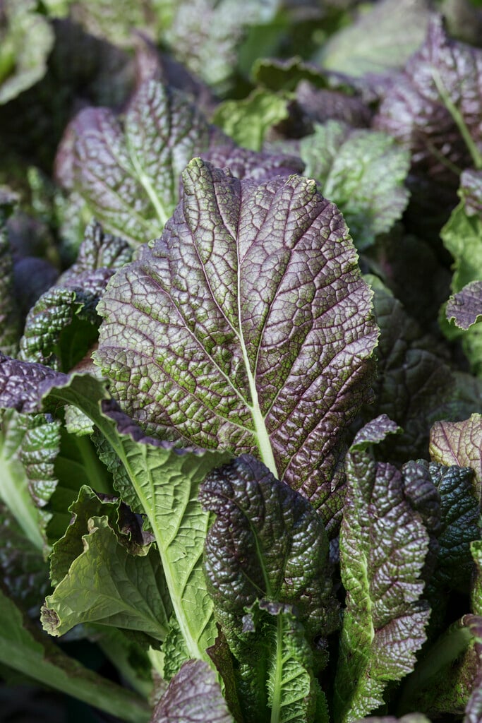 Chinese mustard 'Red Giant'