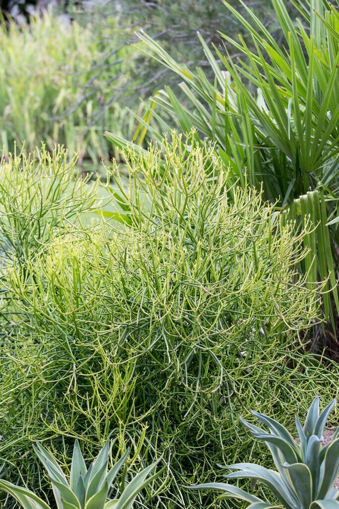 Indian tree spurge