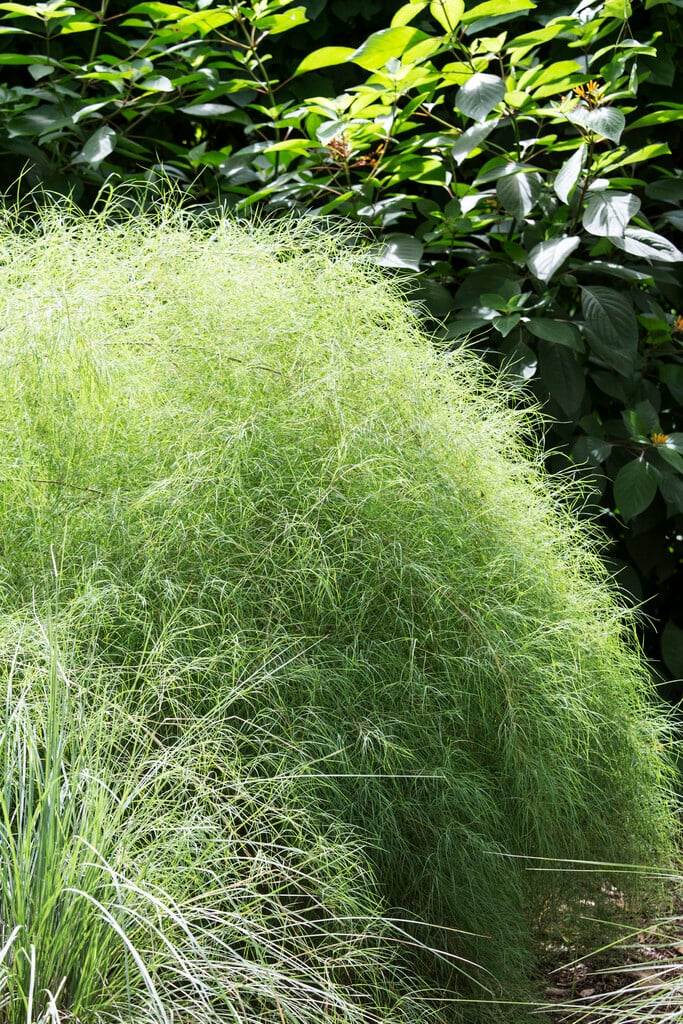 bamboo muhly