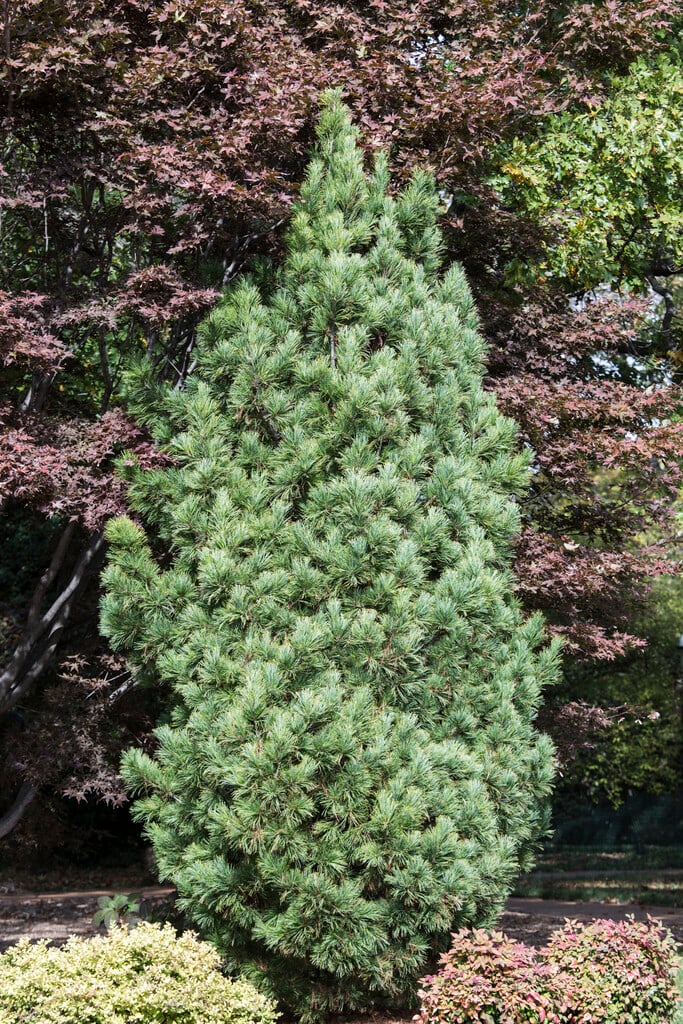 <i>Pinus</i> <i>cembra</i> 'Chalet'