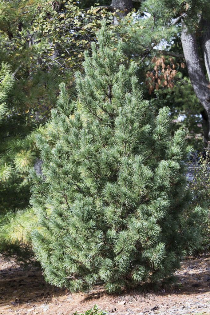 <i>Pinus</i> <i>cembra</i> Glauca Group