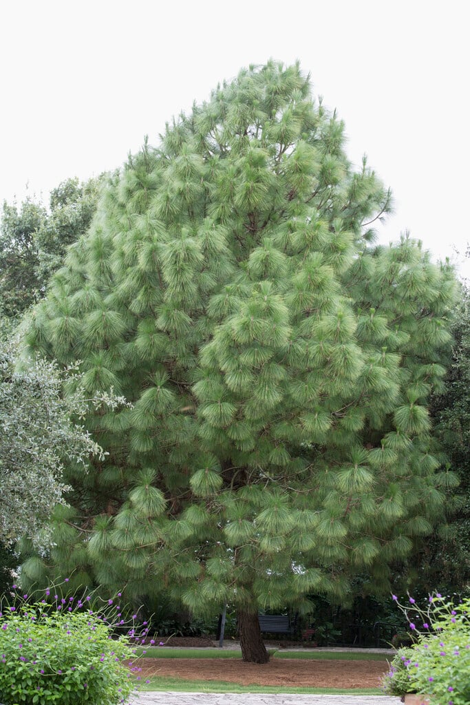 cheer pine