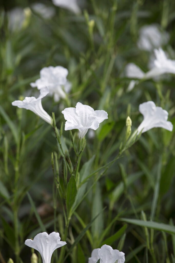 softseed wild petunia