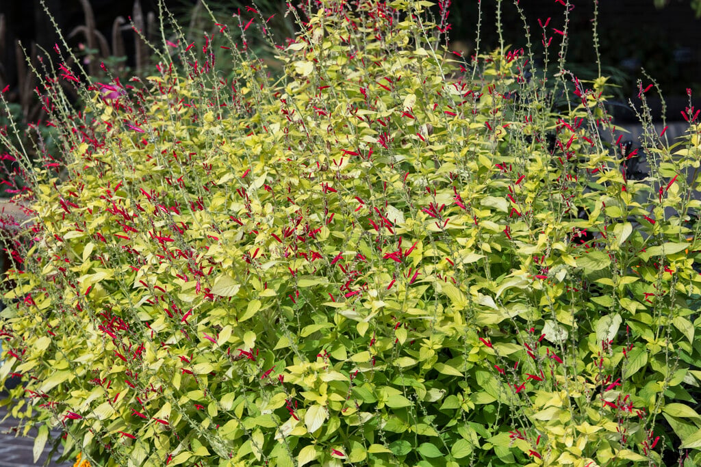 pineapple sage 'Golden Delicious'