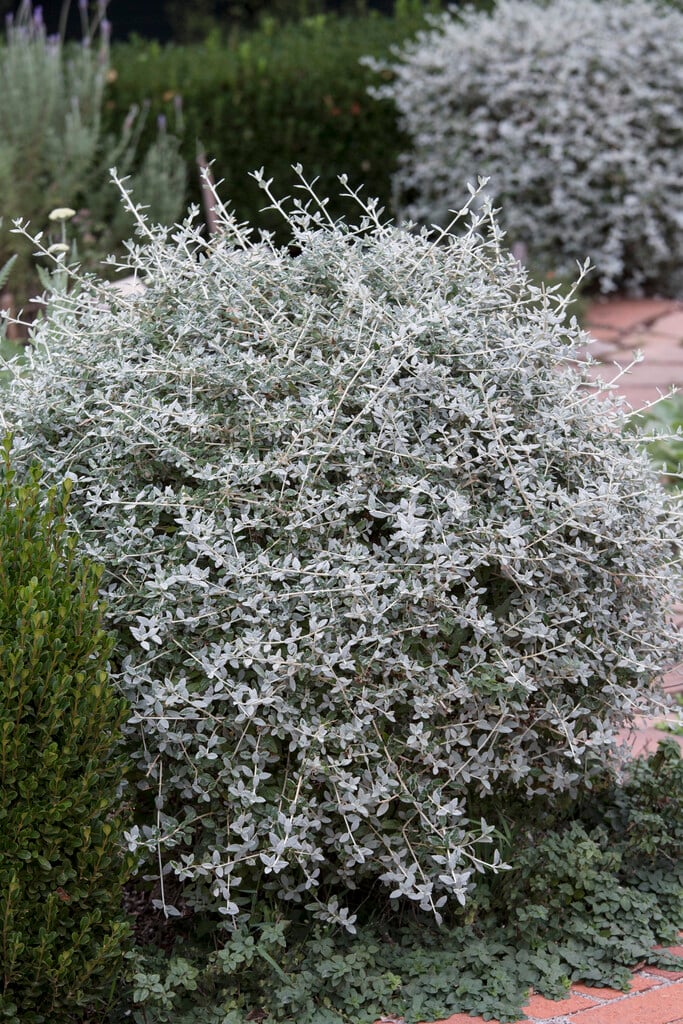 tree germander