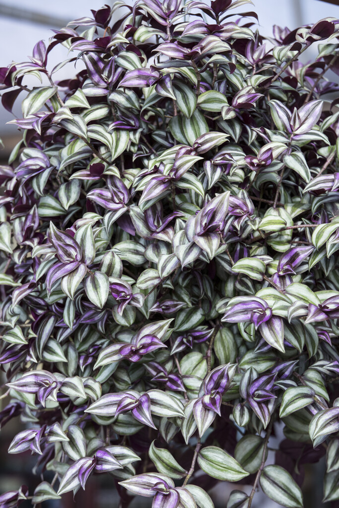 silver inch plant
