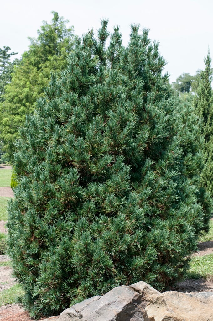 <i>Pinus</i> <i>cembra</i> 'Chalet'