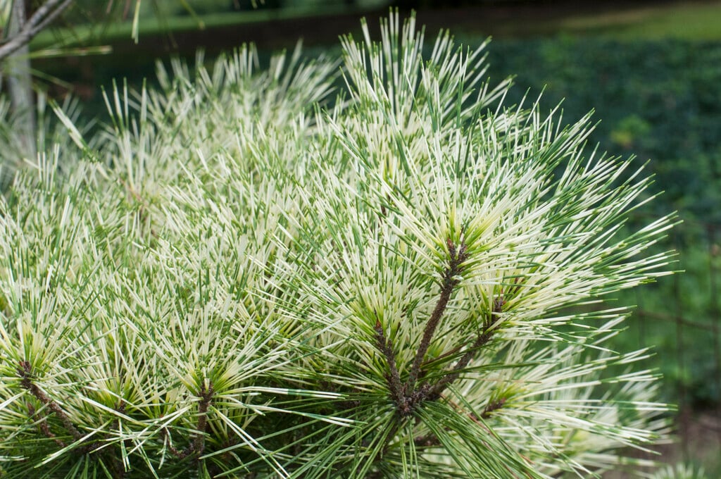 dragon-eye pine