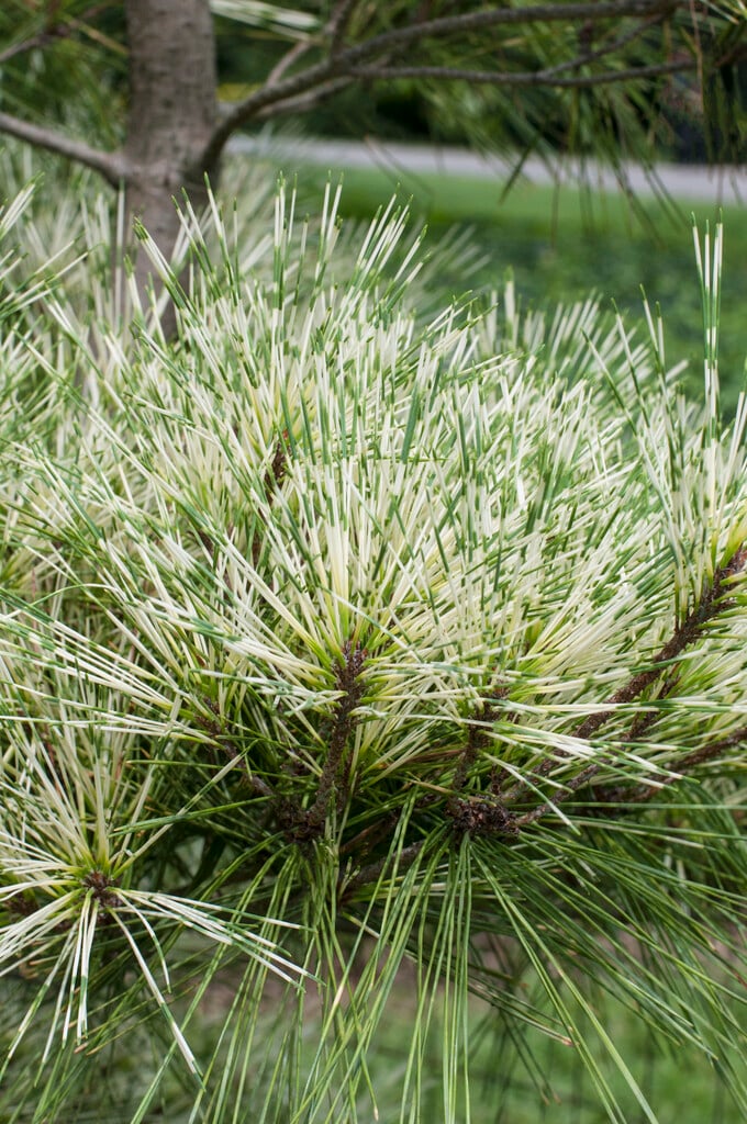 dragon-eye pine