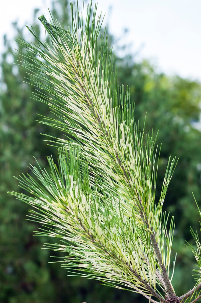 dragon-eye pine