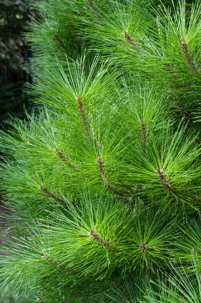 Japanese red pine 'Umbraculifera'