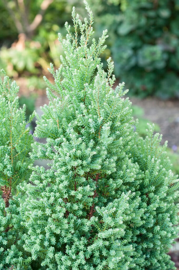 southern white cedar 'Rubicon'