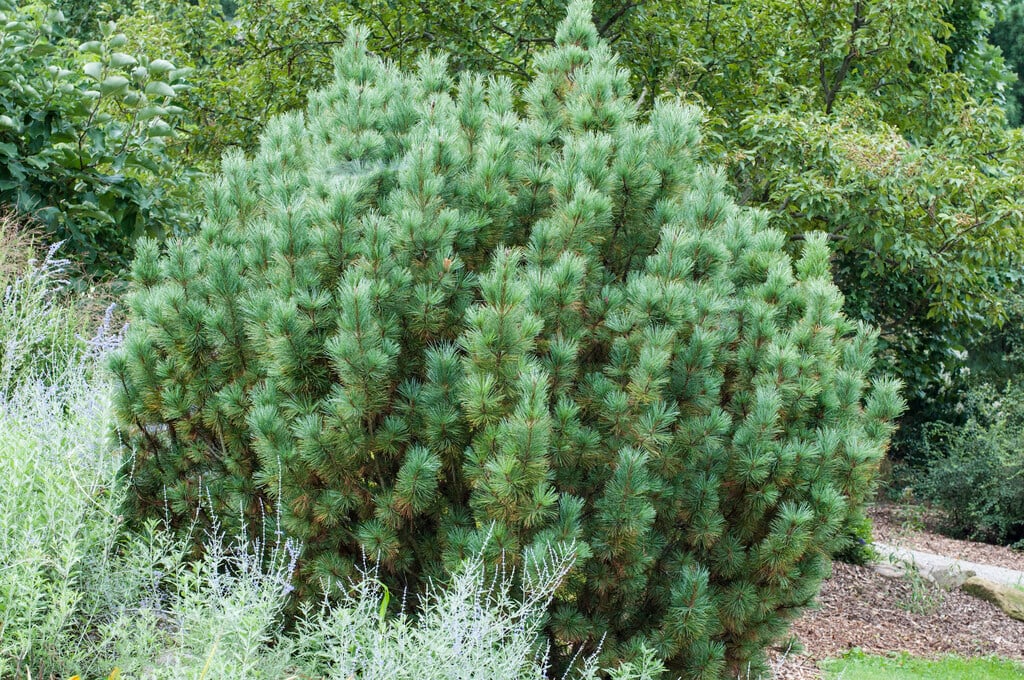 dwarf Siberian pine