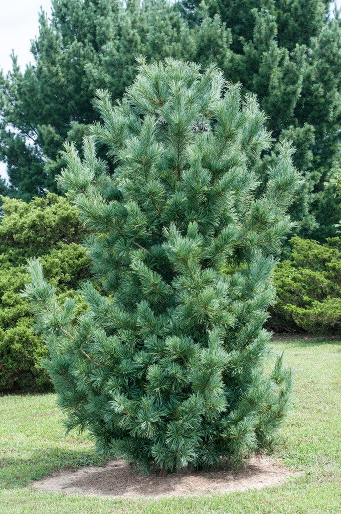 <i>Pinus</i> <i>strobus</i> 'Fastigiata'