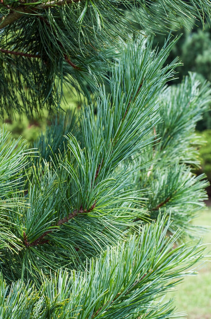 <i>Pinus</i> <i>strobus</i> 'Fastigiata'