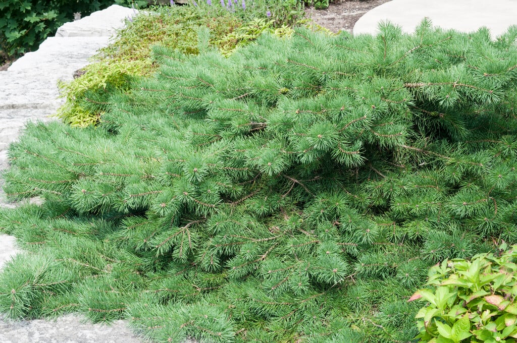 Scots pine 'Hillside Creeper'
