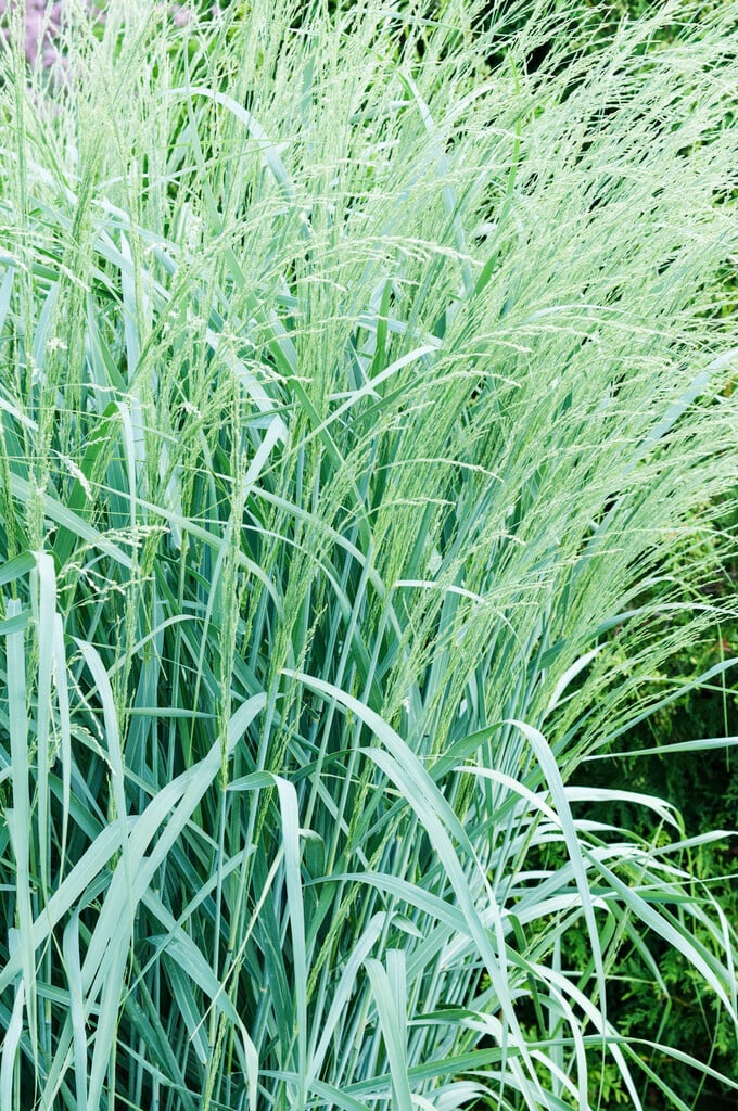bitter switch grass 'Dewey Blue'