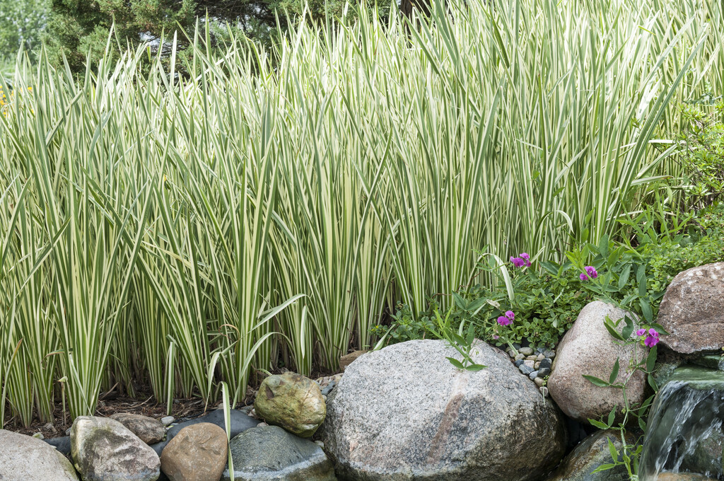 variegated slender sweet flag