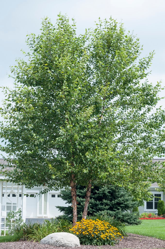 black birch 'Cully'
