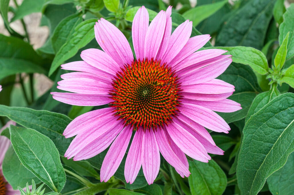 purple coneflower [Prairie Splendor]