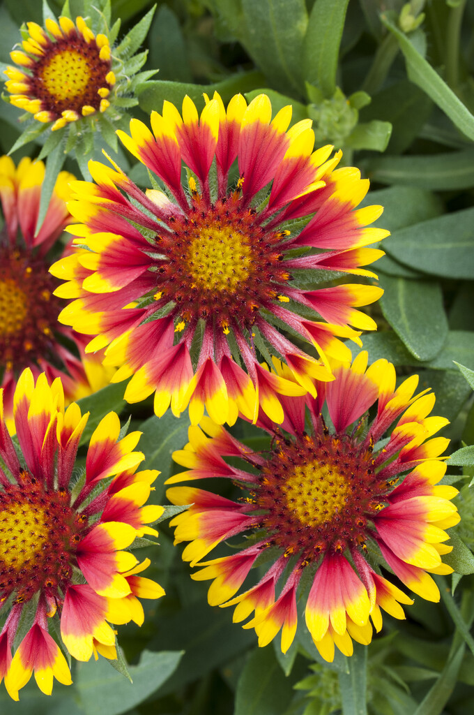 <i>Gaillardia</i> <i>aristata</i> 'Lucky Wheeler'