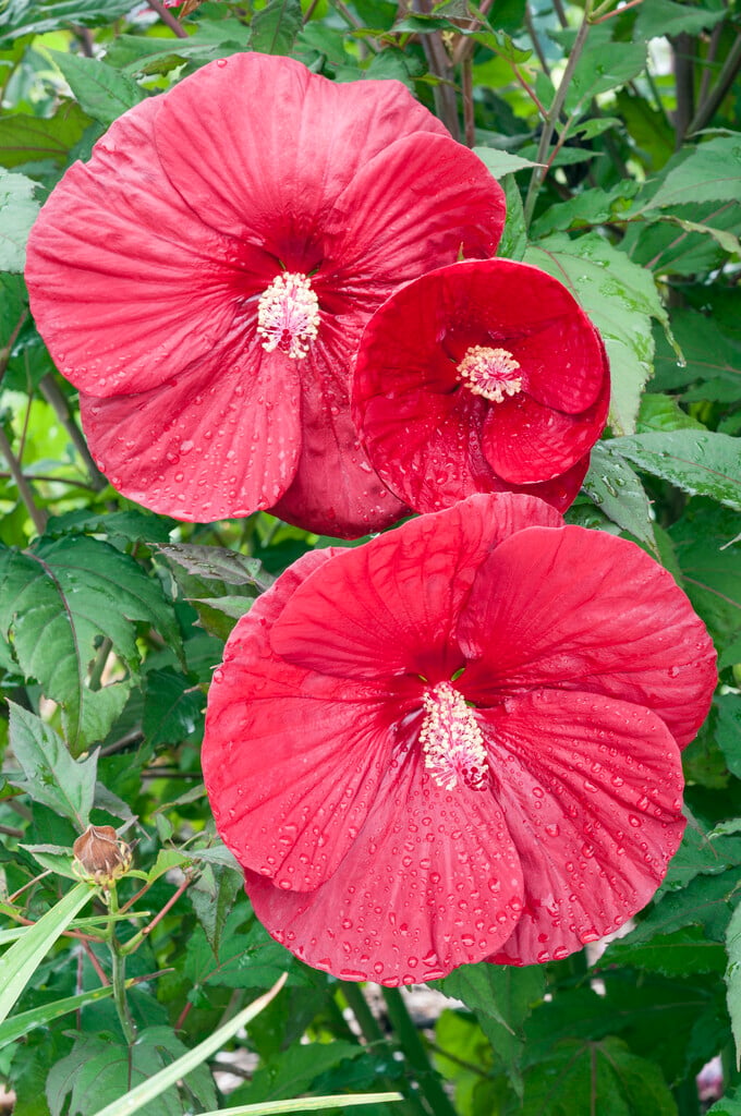 <i>Hibiscus</i> 'Cranberry Crush' (Summerific Series)