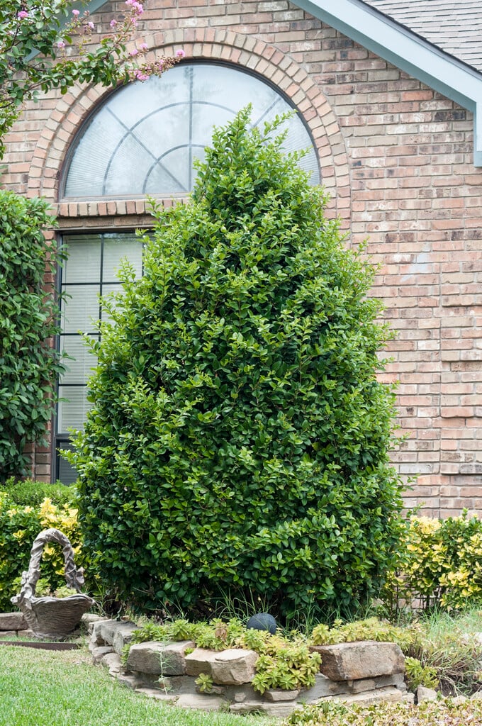 Japanese privet