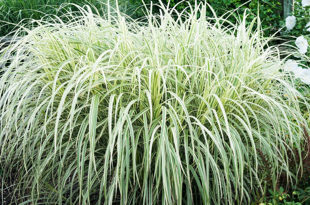 eulalia 'Dixieland'