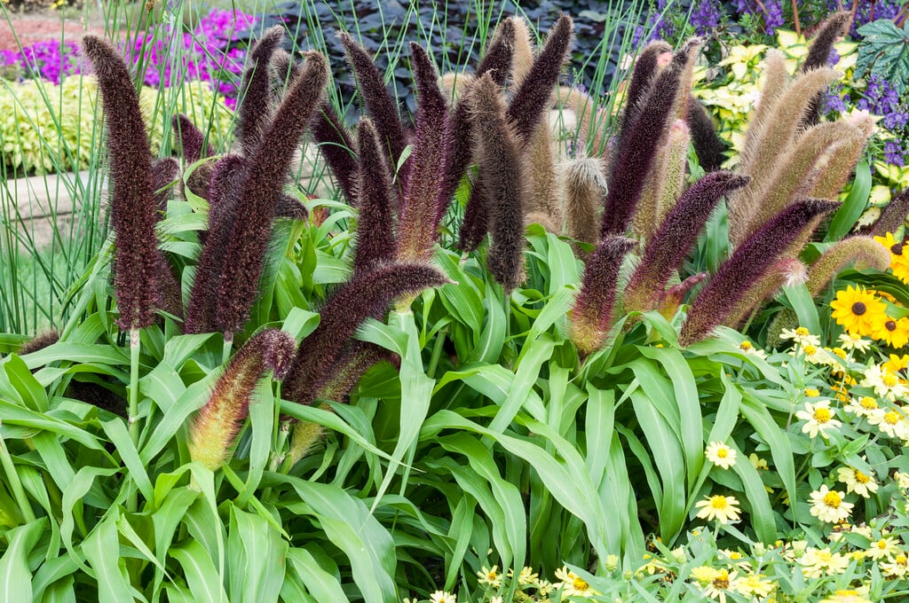 <i>Pennisetum</i> <i>glaucum</i> 'Jade Princess'