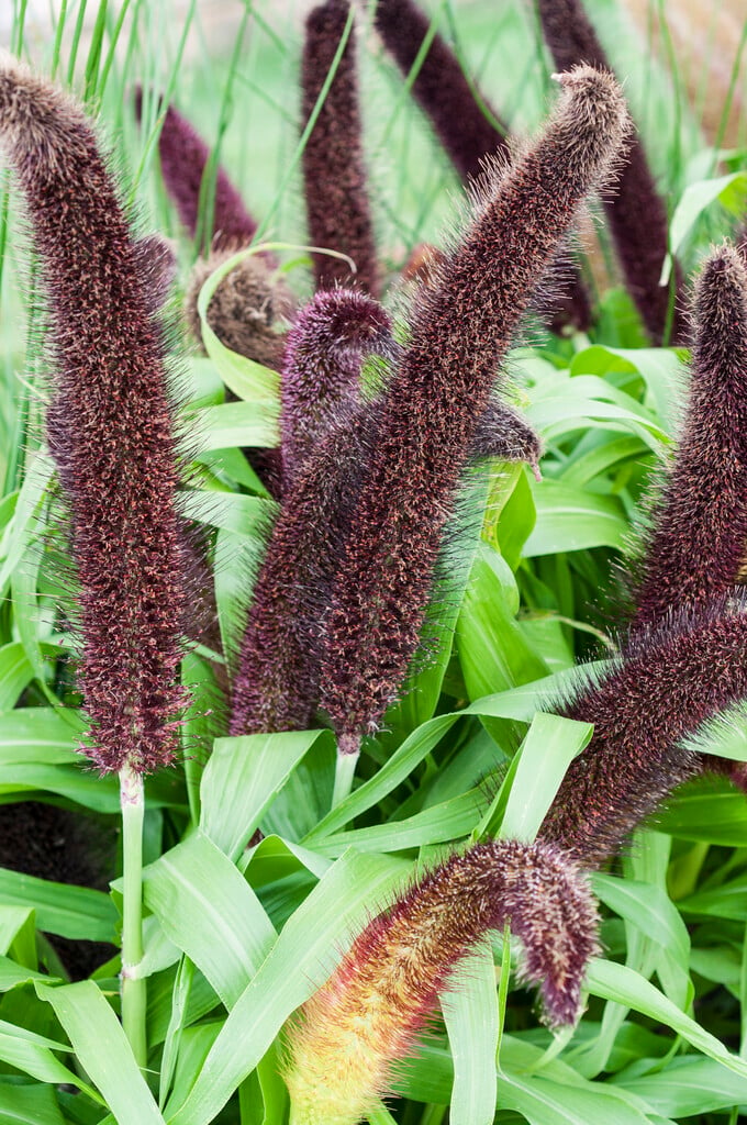 <i>Pennisetum</i> <i>glaucum</i> 'Jade Princess'