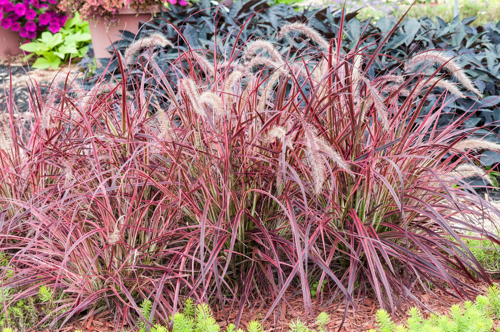 fountain grass 'Fireworks'