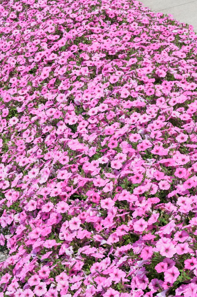 petunia [Supertunia Vista Bubblegum]