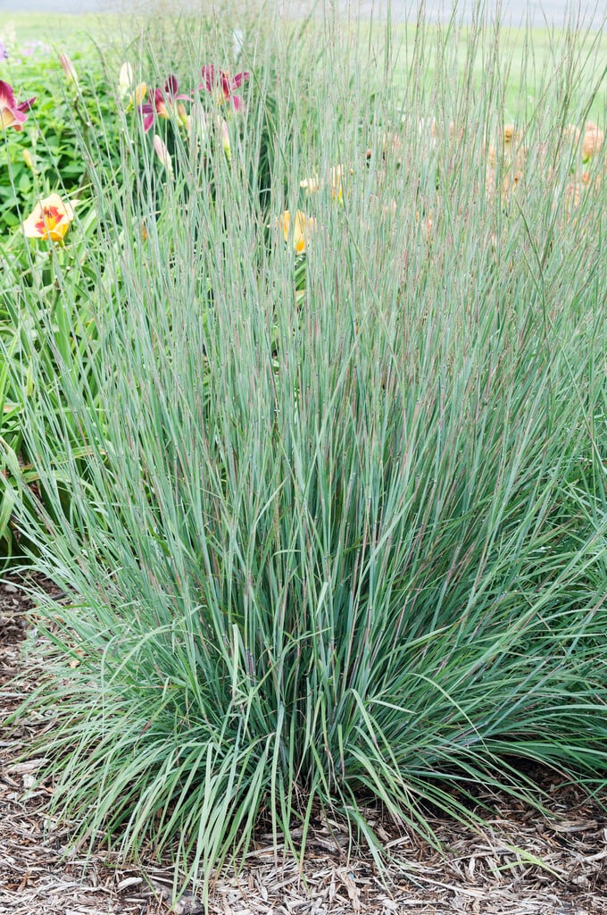 blue stem [Blue Heaven]