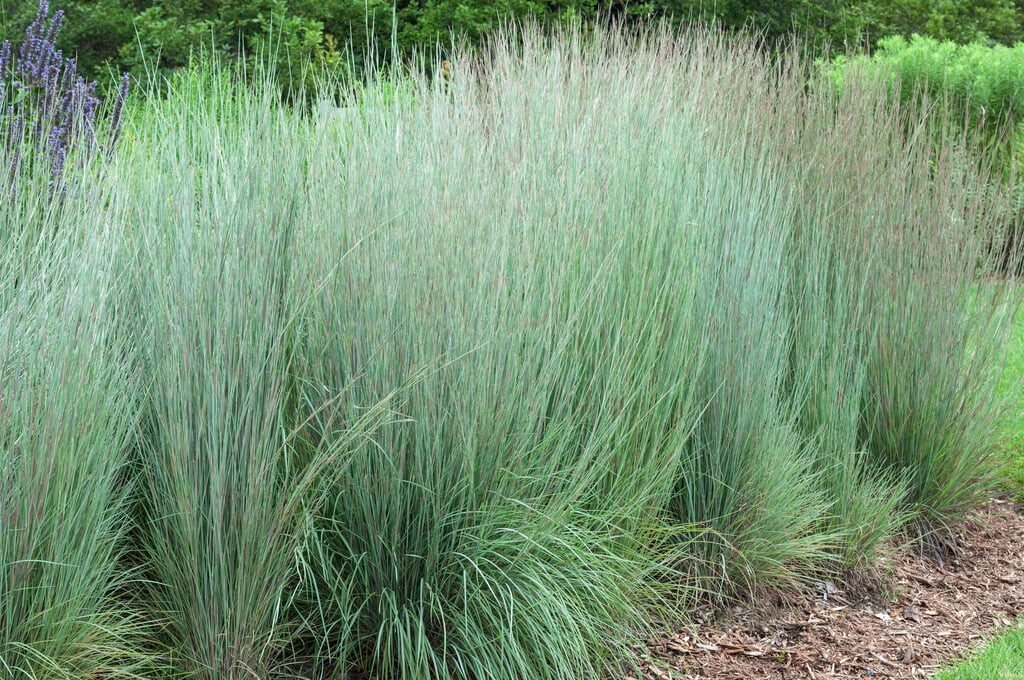 blue stem 'Prairie Blues'